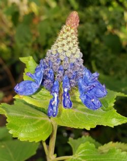 Blue Witches Hat, Hedgehog Sage, Pycnostachys urticifolia
